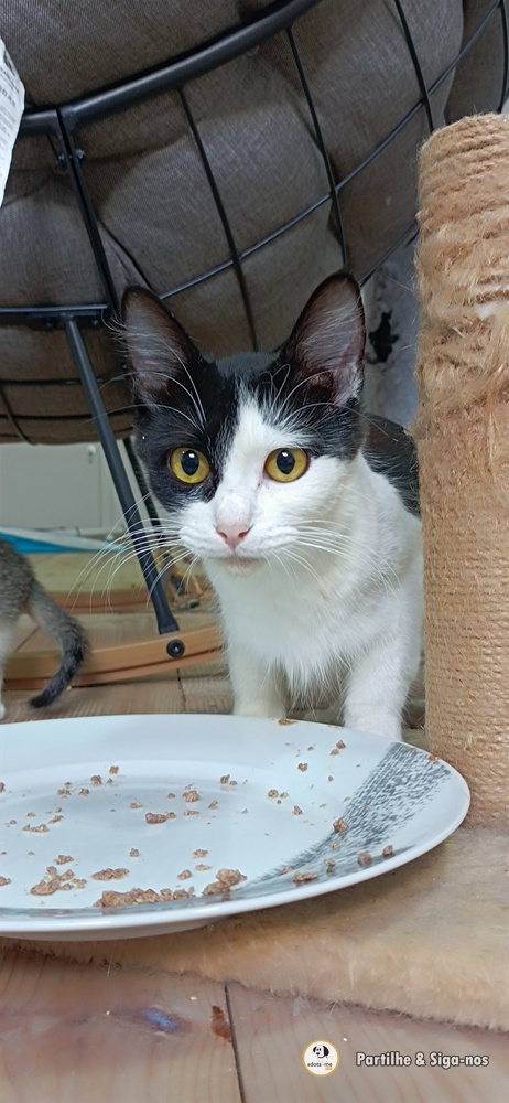 Gato - Santarém