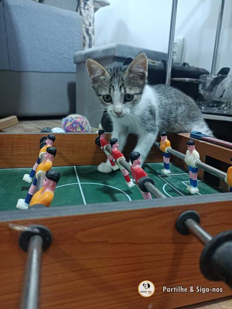 Gato - Santarém