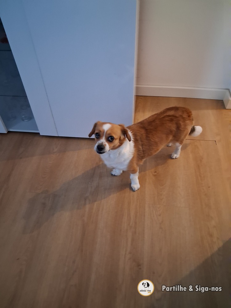 Cão - Lisboa