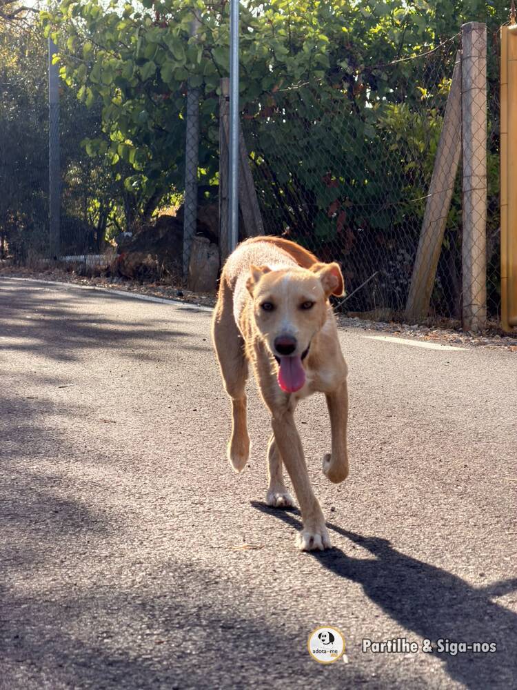 Cão - Faro