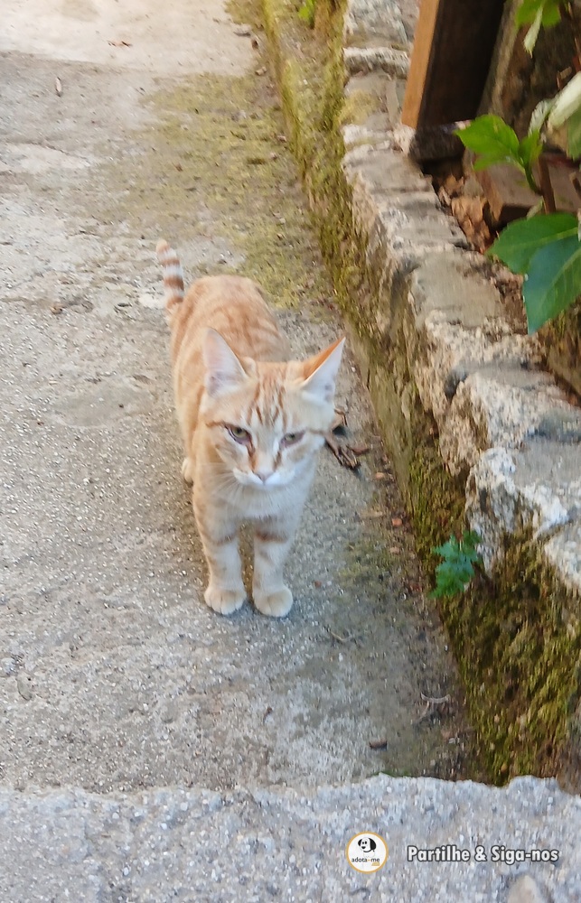 Gato - Viseu