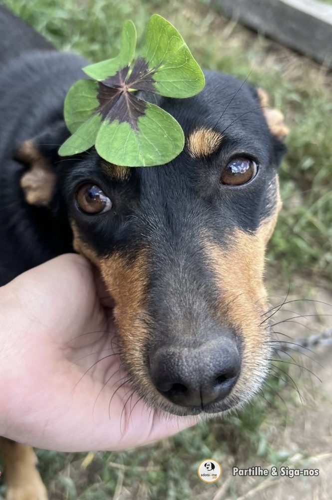 Cão - Viseu