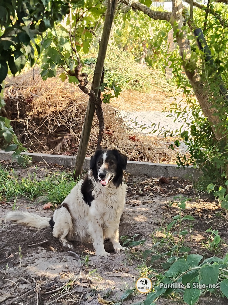 Cão - Santarém