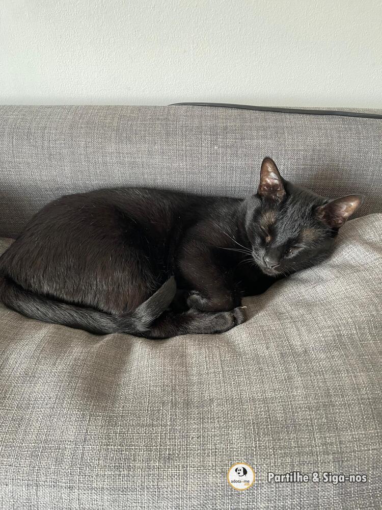 Gato - Aveiro