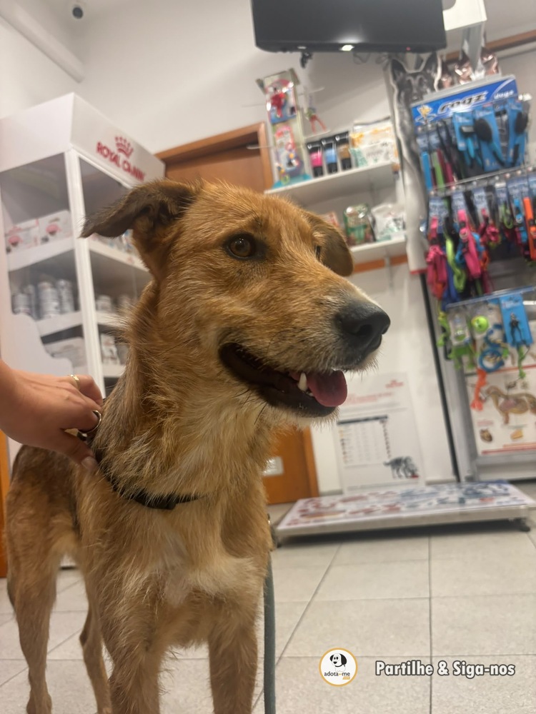 Cão - Porto
