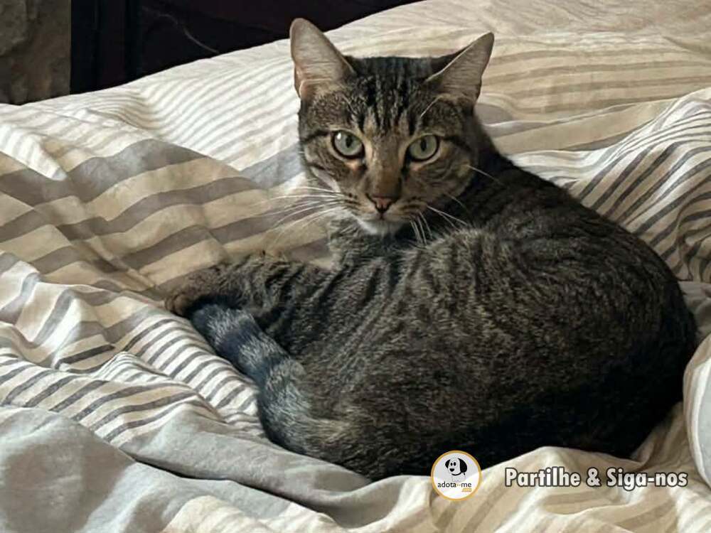 Gato - Santarém