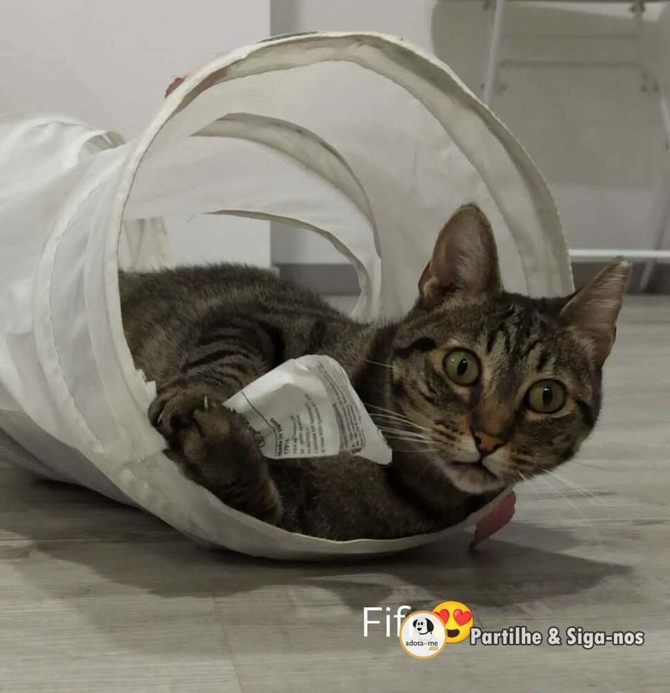 Gato - Santarém