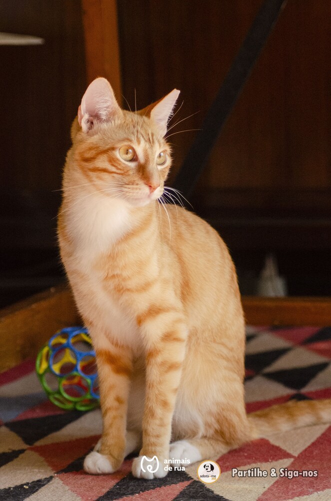 Gato - Lisboa