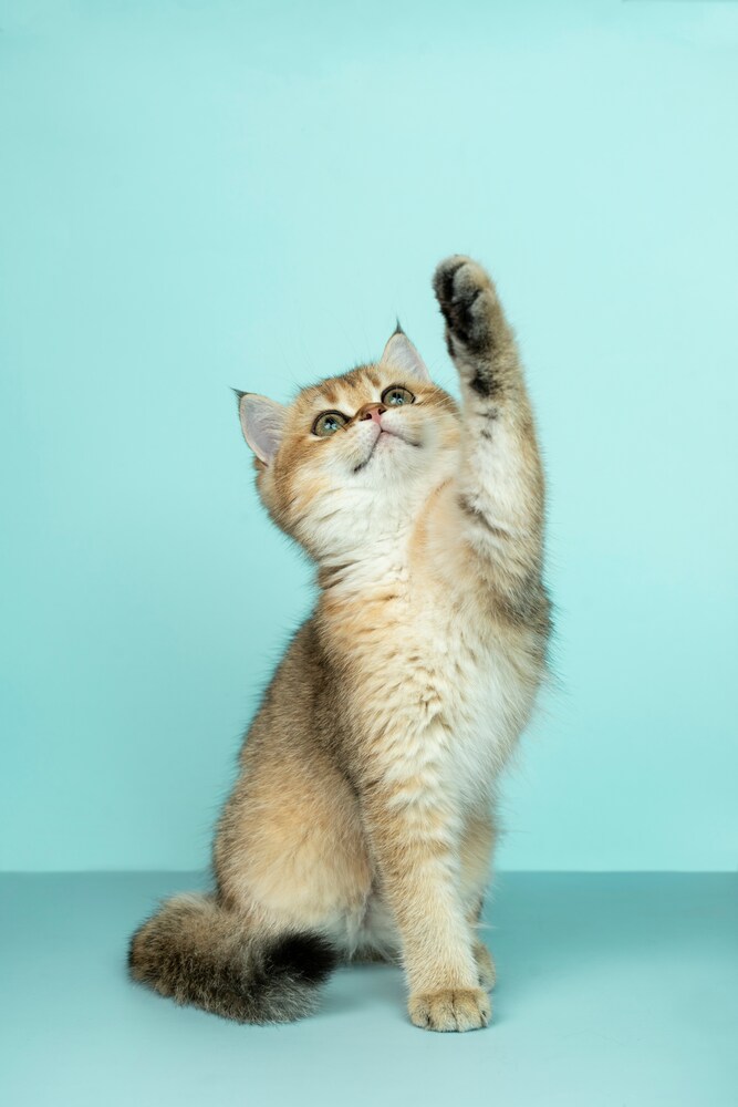Logótipo da comunidade Gatafunhos Cat Sitting
